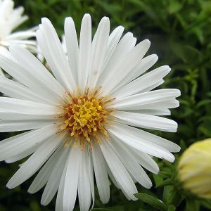 Aster des Alpes White/Pot de 3L - 20/40 cm