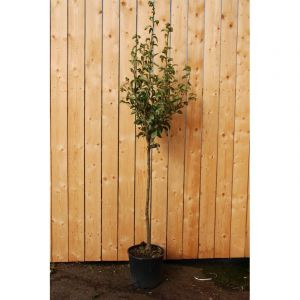 Poirier 'doyenne du comice' taille du pot - en pot de 15 litres