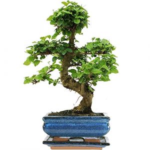 Arbre Bonsai Ligistrum Plante d&rsquo;Int&eacute;rieur en Pot de 15cm