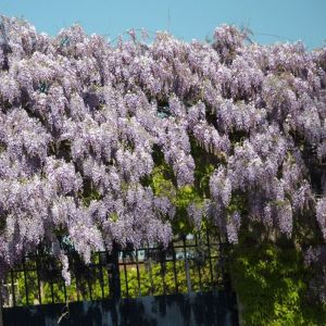 Image de Glycine de Chine sinensis | Conditionnement: Pot de 6L Tipi bambou 90/150 cm