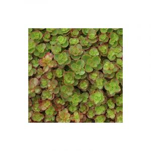 Orpin spurium Atropurpureum/Godet