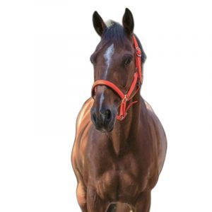 Norton clipper Licol pour cheval Fluo