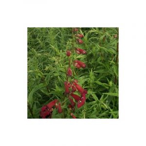 Penstemon Blackbird/Godet