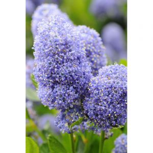 Lilas de californie 'skylark' taille du pot - en pot de 5 litres