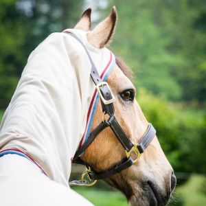 Couverture anti-UV pour poney Horseware Rambo