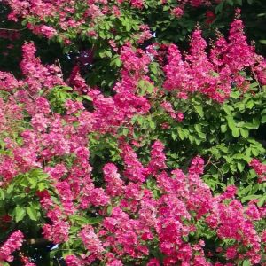 Lilas des Indes indica Rose Fuchsia/Pot de 10L - Rose