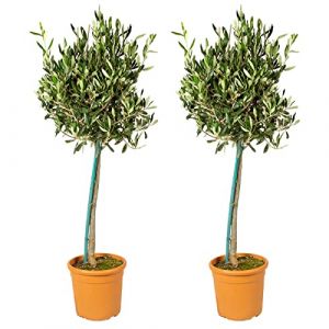 2x Olea Europaea avec nutrition PlantGrow - Olivier sur tronc - Arbre ?19 cm ?80-90 cm - Green