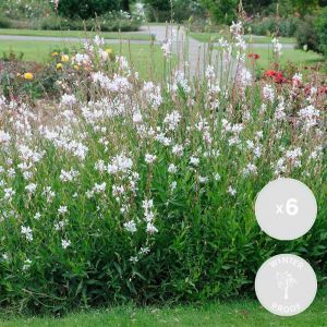 6x Gaura Lindheimeri - Belle bougie - Vivace - Rustique - ⌀9 cm - ↕10-15 cm