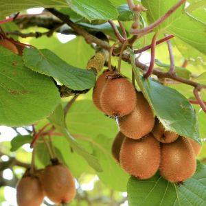 Plantes Avenue - Kiwi deliciosa 'Herma' (Autofertile) - Godet - 5/20 cm