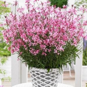 Gaura lindheimeri Sel Belleza Dark Pink/Pot de 3L - 40/60 cm