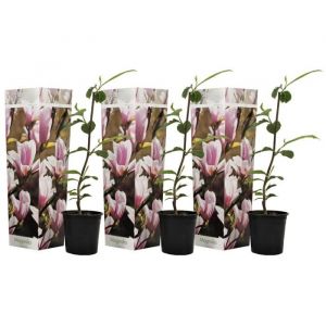 Arbre à tulipes (x3), Magnolia 'Soulangea', 25cm