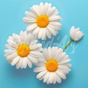 Mini broderie diamant : Jolies Marguerites Blanches - sans chassis en bois