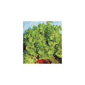 Les doigts verts Laitue Feuille De Chene Veredes Bio