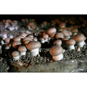 Mycélium de Champignons de Paris Brun Kit de culture champignons (tube 50ml)