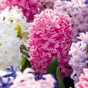 Mélange de 10 - Jacinthe - Jacinthe - Mélange de Couleurs - Bulbes à Fleurs - Floraison Printemps - Plantes Vivaces - Pousse jusqu'à 20-25 cm