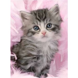 Ravensburger Puzzle Douceur de Chaton 500 pièces