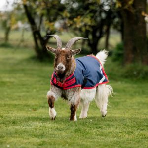 Manteau pour ch&egrave;vre Horseware 200g