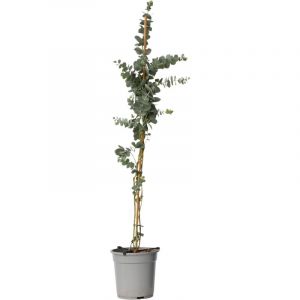 Eucalyptus Silver Dollar - Eucalyptus Rustique - Pot 19cm - Hauteur 100-110cm