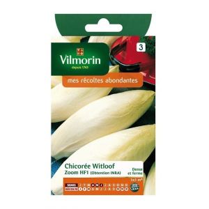 Image de Vilmorin Chicorée Witloof de Bruxelles - Endives - Sachet graines