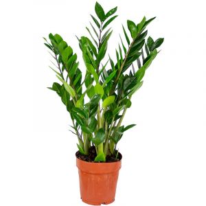 Palmier émeraude - Zamioculcas - Plante d'intérieur en pot de pépinière ?17 cm - ?60 cm - Green