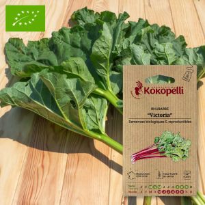 Graines bio &agrave; semer - Rhubarbe Victoria