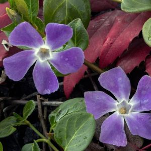 Pervenche minor/Pot de 3L - 40/60 cm