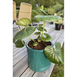 Farfugium 'gigantea' taille du pot - en