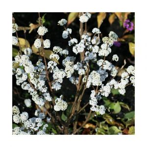 Arbuste aux bonbons Magical Snowstar 'Kolmsnostar'/Pot de 1,5L - 10/20 cm