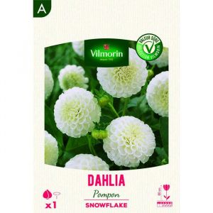 Vilmorin Bulbe - Dahlia pompon snowflake (x1)