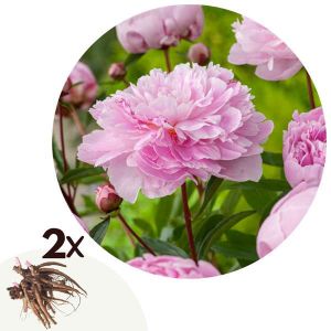 Pivoine, Paeonia 'Sarah Bernhardt', 2pcs., Hauteur 10cm