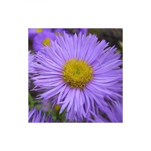 Aster d'&eacute;t&eacute; Rudolph Goethe/Godet