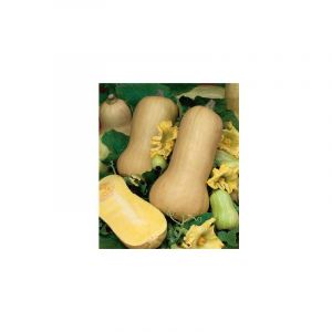 Image de Les doigts verts Courge Butternut Waltham Bio