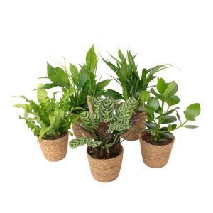 Mélange de plantes purificatrices d'air - x5 - Panier inclus - H25-40cm - ¿12cm