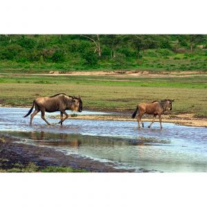 A.S. Creation Papier peint panoramique Tansania DD101079 XXL World Trip - 267 x 400 cm (4 pièces)
