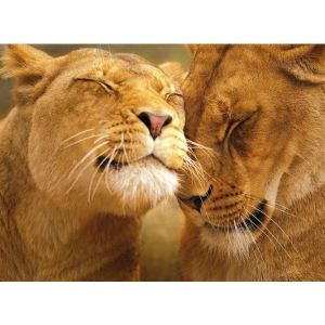 Clementoni Puzzle Lions amoureux 500 pièces