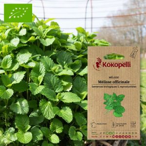 Graines bio &agrave; semer - M&eacute;lisse officinale
