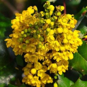 Epine Vinette de Juliana (Berberis Julianae) - Godet 9cm