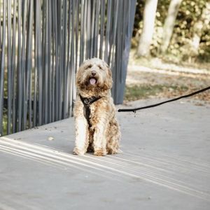 Harnais pour chien actif Kentucky Velvet