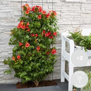 2x Campsis Fire Trumpet – Trompette fleur – Creeper – Hardy - ?15 cm - ?60-70 cm