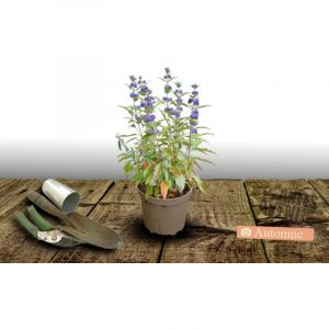 Caryopteris Grand Bleu 'Inoveris'/Pot de 3L