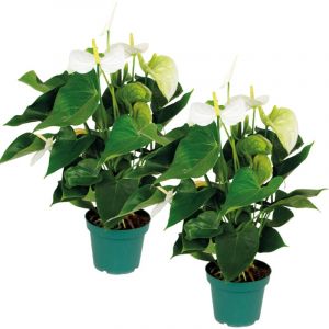 2x Anthurium 'Aristo' Blanc - Plante Flamingo - Facile d'entretien - ?14 cm - 45-55 cm