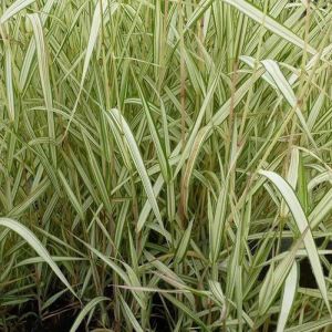 Baldingère faux-roseau arundinacea Feesey/Godet
