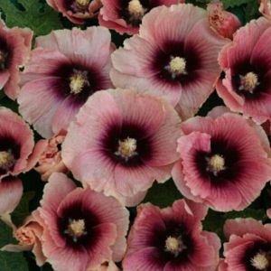 Pot de l rose tr&eacute;mi&egrave;re halo apricot