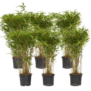 Bambou non-traçant (x6), Fargesia nitida 'Gansu', 50cm