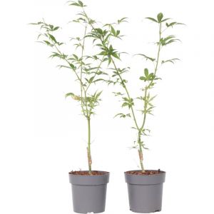 Image de Acer palmatum 'Ukigumo' - lot de 2 - Erable du Japon - ⌀15cm - Hauteur 35-55cm