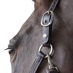 Licol pour cheval cuir doublé Canter