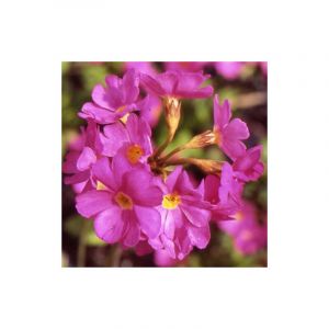 Primev&egrave;re rosea Grandiflora/Godet