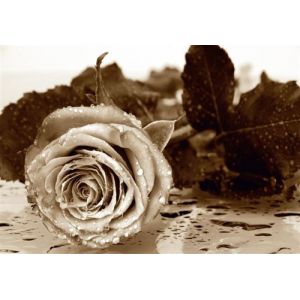 AG Rose sepia, photo murale, 360x254 cm, 4 parts