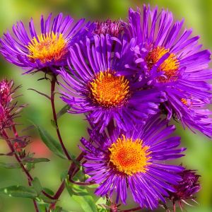 Aster des Alpes Violet/Pot de 3L - 20/40 cm
