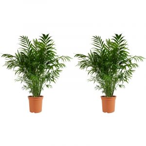 Bloomique - Lot de 2 - Chamaedorea Elegans - Palmier nain du Mexique - Plantes d'int&eacute;rieur - Purifiant l'air - Respectueux des animaux - Facile